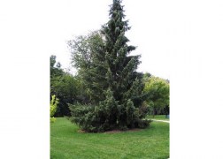 Picea omorika / Szerb luc